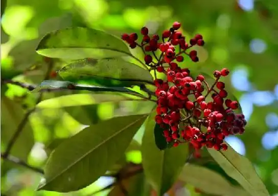 红色的火焰最美林草74乡土树种球花石楠