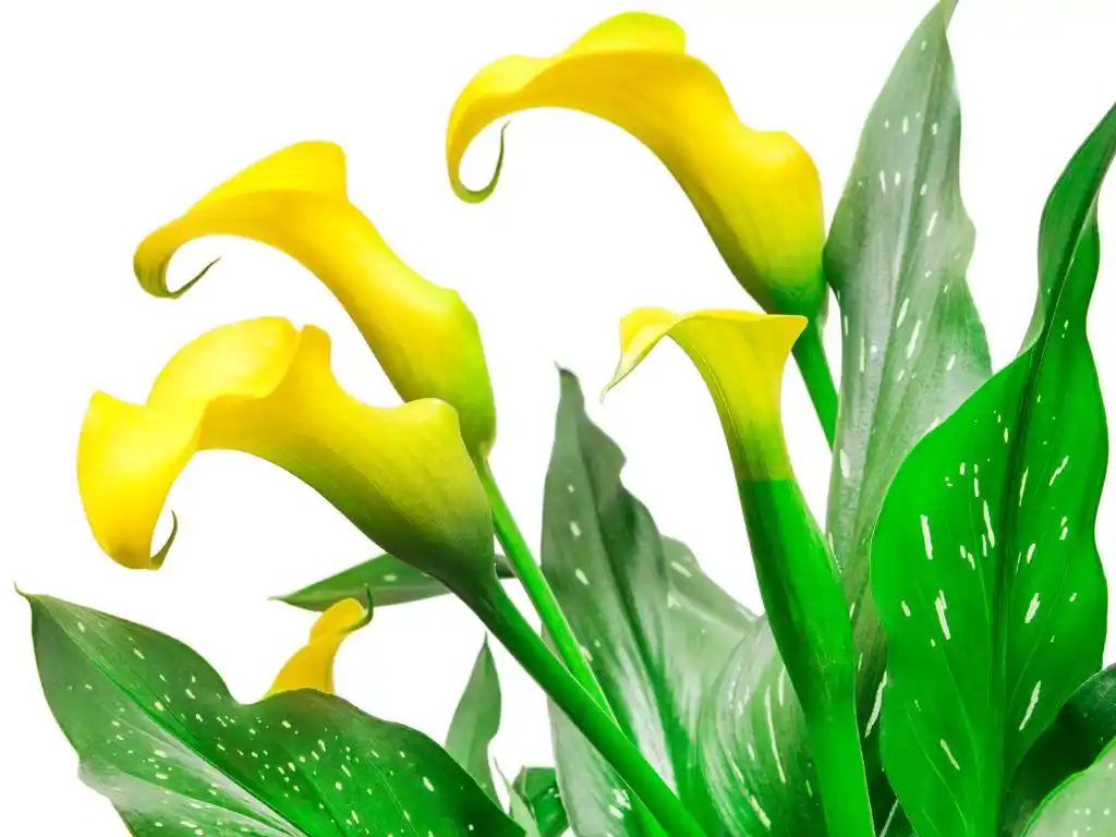 海芋花,孤立在白色背景上的马蹄莲