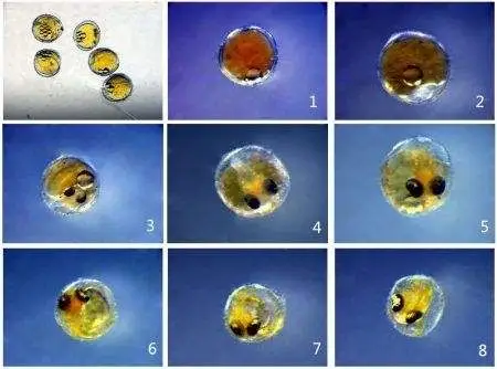 鱼是卵生动物(软卵),从软卵中孵化出来.