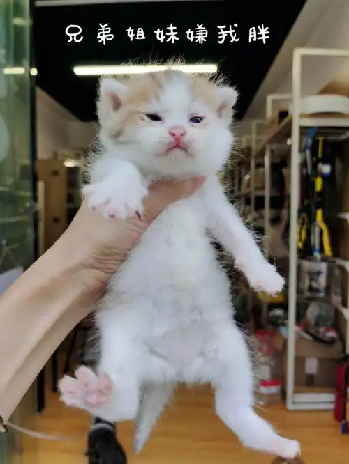 金渐层和银渐层生出的加白大胖子