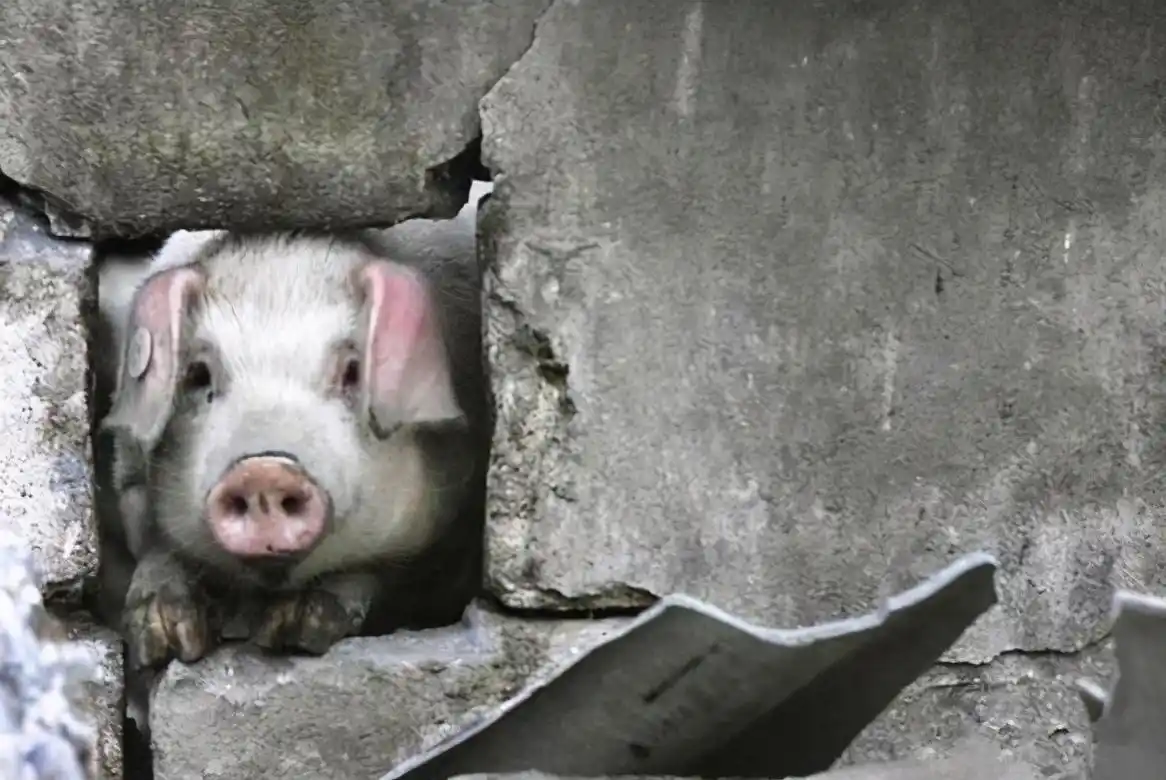 汶川地震创造奇迹的猪坚强,现瘦骨嶙峋无法站立,能坚持到5.12吗