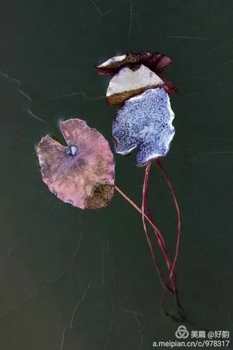 一叶浮萍醉如归