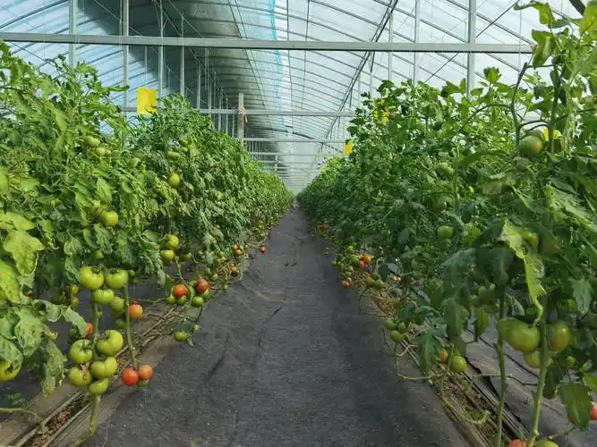 【新春走基层】大棚里结出"科技果"——冀州现代农业示范园见闻