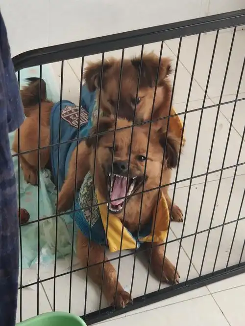 双胞胎板凳黑嘴土狗