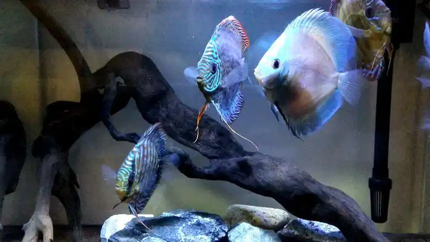 60缸里的六只七彩神仙鱼养了一年多了