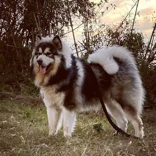 我要买狗 阿拉斯加犬 杭州阿拉斯加犬 价钱 1500~2500元 品种 性别 公