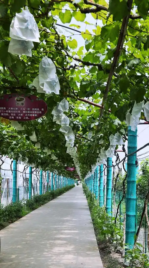 马陆葡萄主题公园