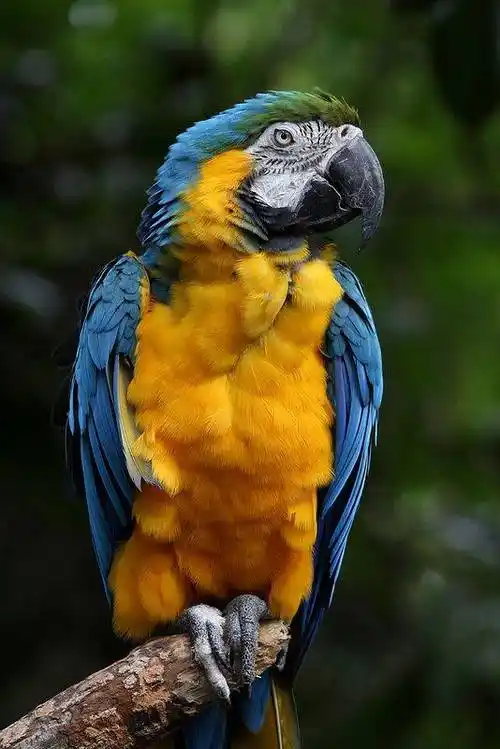 金刚鹦鹉图片,世界上最大最漂亮的鹦鹉_2