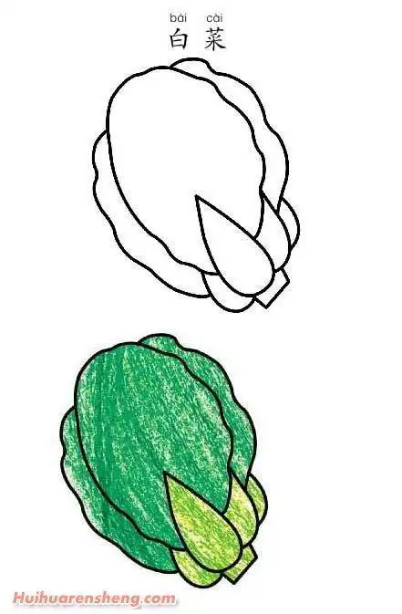 胡萝卜和白菜的简笔画