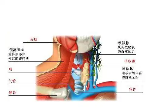 人体颈部位解剖图谱-人体解剖图