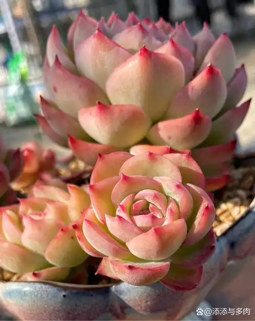 多肉植物侧影,有人质疑它的颜值吗?