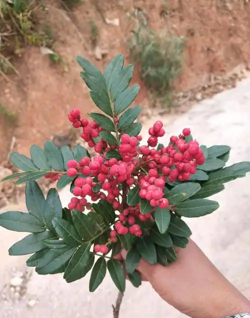 观赏价值高的香叶树,驱蚊又抑菌,家里种一棵,好处多多