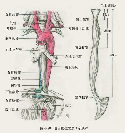 食管扁长,细软,最大直径仅有2厘米,还有三个生理狭窄处,这些特性令
