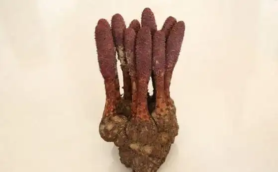 肉苁蓉锁阳泡水喝功效与作用锁阳和什么泡水喝效果更佳