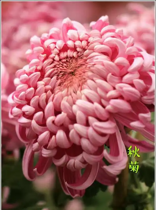 我收藏的菊花美图2.