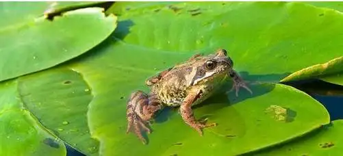 田鸡是南方对青蛙的称呼,这种动物多在稻田中,可以像鸡一样捕捉害虫