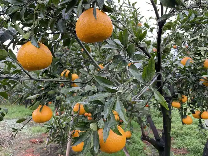 全新杂交柑桔品种"阳光1号桔柚"受专家青睐 快来了解下