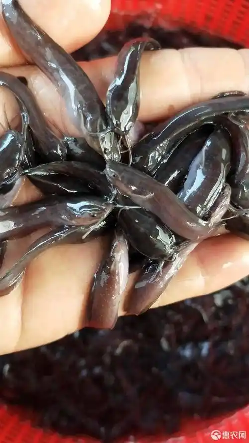本地塘鲺鱼苗 规格齐全欢迎大量订购