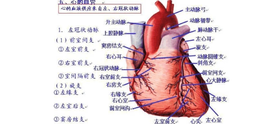 冠状动脉分支介绍