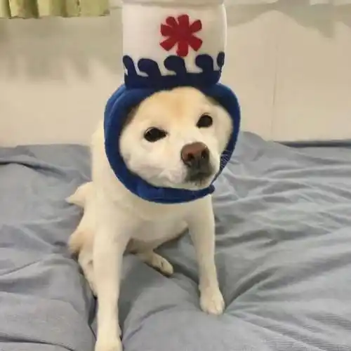 今日份头像之可爱狗狗头像