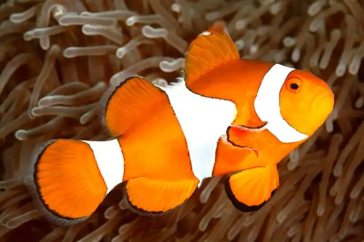 橙色和白色相间的小丑鱼