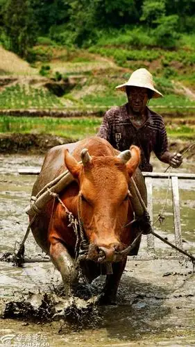 耕牛图