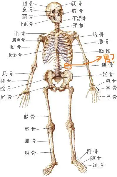 身体左边的里面是什么器官?