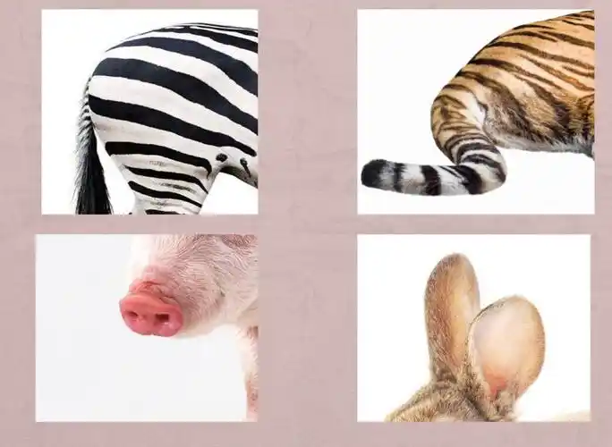 想和我们玩游戏的动物是谁呢?它们躲在哪里了?