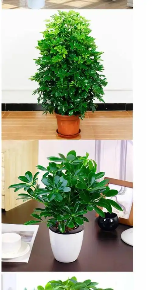 朵芮蜜八方来财盆栽摇钱树鸭脚木七叶莲室内桌面阳台绿植物四季常青花