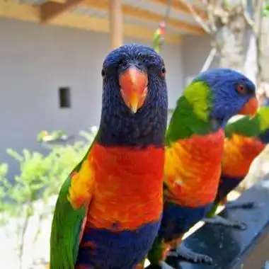 微信头像鸟一对鹦鹉 微信头像图片大全 -【爱个性】