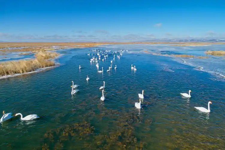 四川若尔盖国家湿地公园,四川嘎曲