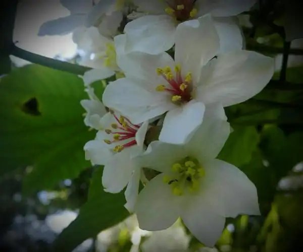 木油桐花飘香的季节