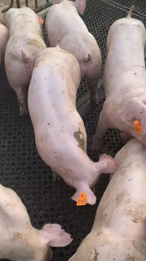 纯种细腰翘臀新美系二元母猪体型靓不靓?-度小视