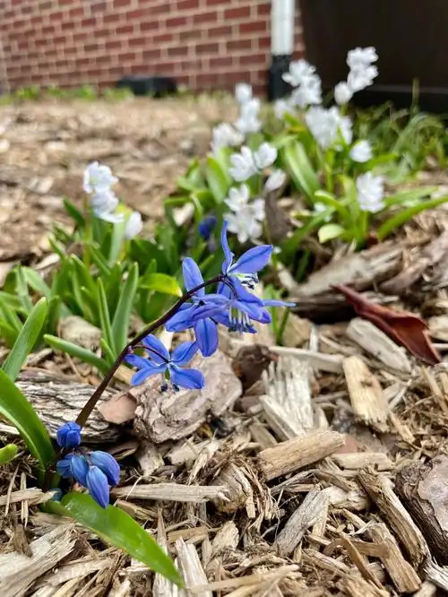 花园里的小春花们