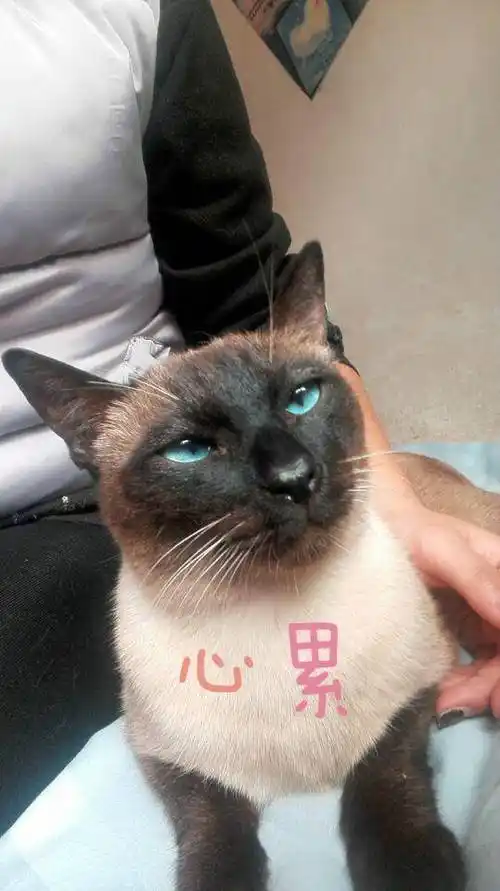 每次和铲屎官一起合影,狗蛋都要摆出各种奇怪的表情,真是一个急死人