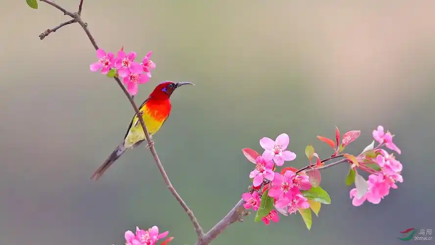 [林鸟] 春天的太阳(9)------花鸟图