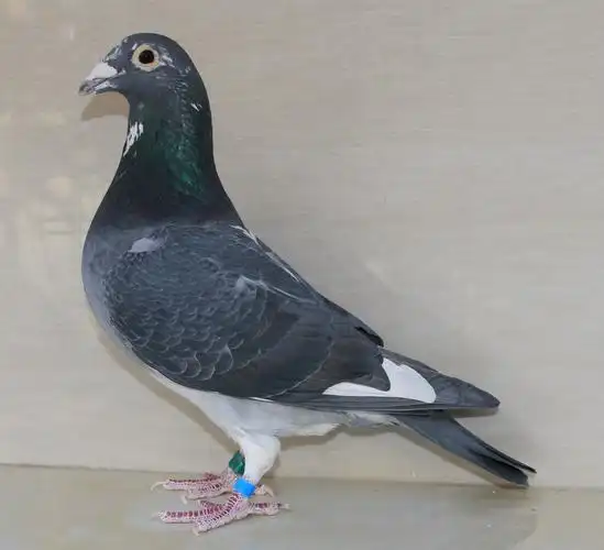 信鸽特征编 号:382273鸽 名:【慕利门军校生】羽 色:铅笔灰白条眼 砂