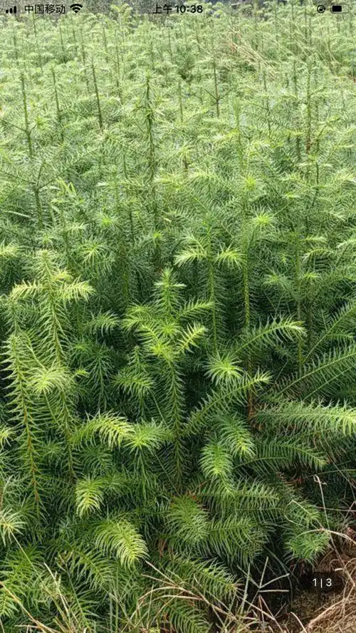 杉木树苗 衫树树苗!高度20-50公分!多年培育经验!基地直供量大从优