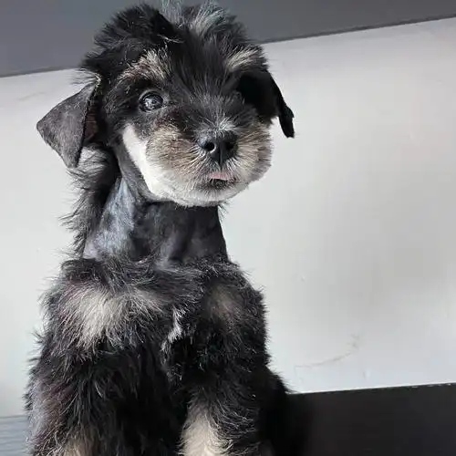 爱吐舌头的雪纳瑞妹妹