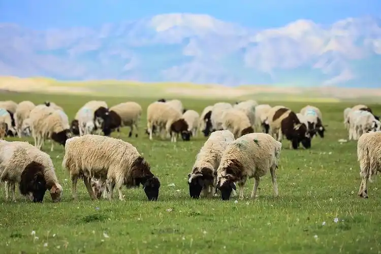 巴音布鲁克黑头羊养殖基地|摄影|风光摄影|花生美学工