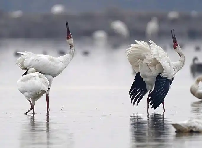 来此越冬的国家一级保护鸟类白鹤展翅起舞,姿态万千