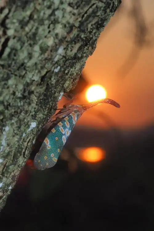 夏日已到龙眼树上龙眼鸡长鼻蜡蝉出没