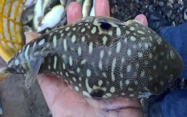 一,鱼种论述河鲀是常见的一种鱼,别称河豚,吹肚鱼,气鼓鱼等,在生物