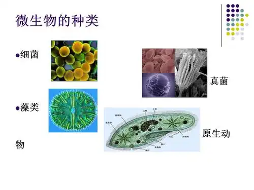 生活中的微生物
