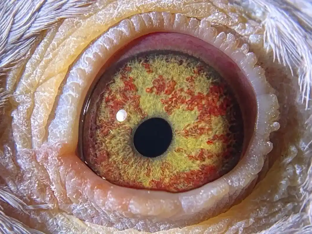 精品黄珍珠眼银色种鸽