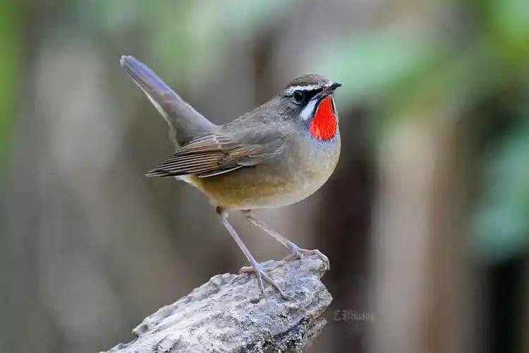 红喉鸲鸟(红点颏)掠影