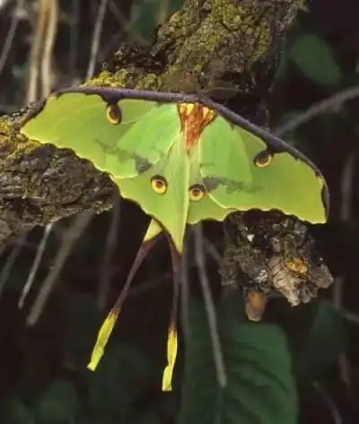 它被认为是最美丽最富感染力的鳞翅目昆虫之一,日落蛾外形非常艳丽,但