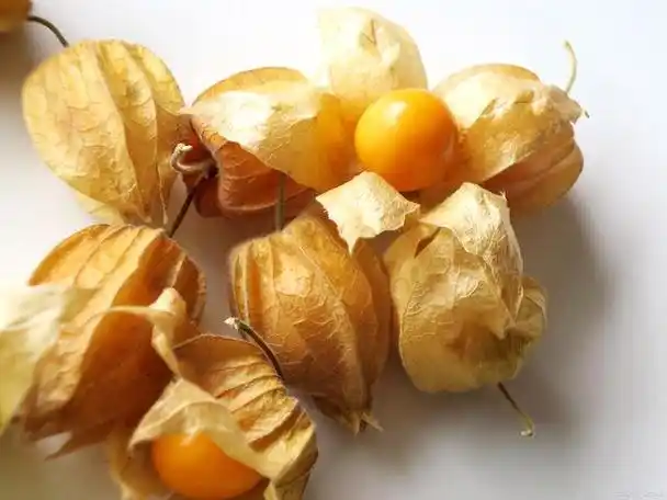 菇娘种植方法全过程