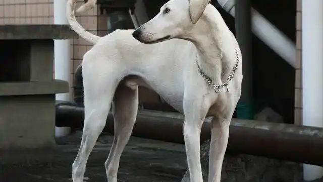 狗界的雇佣兵纯种蒙古细犬巅峰对决太吓人了