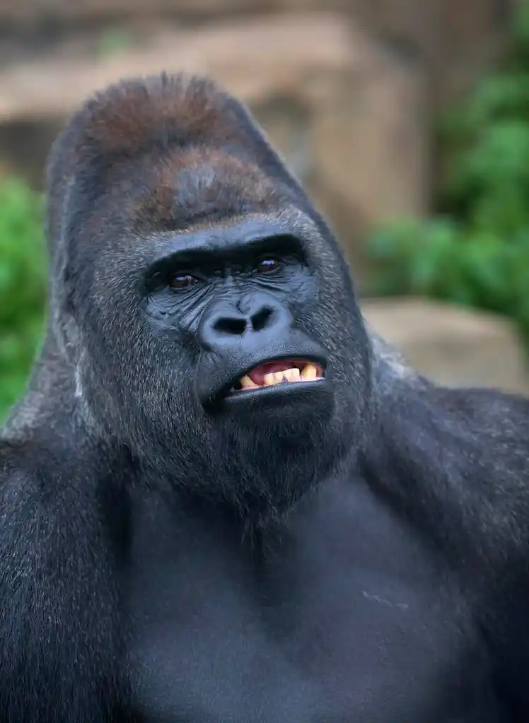 雄性大猩猩,大猩猩,猴子家族的领袖表明他巨大的獠牙.